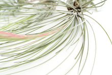 Load image into Gallery viewer, Air Plant Shop - Jumbo Tillandsia Air Plant Assortment