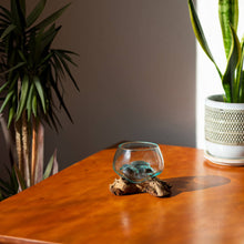 Load image into Gallery viewer, Cohasset Gifts - 4" Open Mouth Molten Glass Terrarium