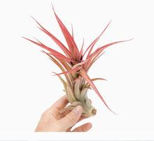 Load image into Gallery viewer, Air Plants
