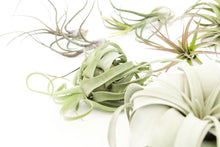 Load image into Gallery viewer, Air Plant Shop - Jumbo Tillandsia Air Plant Assortment