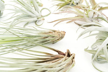 Load image into Gallery viewer, Air Plant Shop - Jumbo Tillandsia Air Plant Assortment