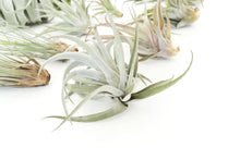 Load image into Gallery viewer, Air Plant Shop - Jumbo Tillandsia Air Plant Assortment