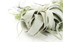 Load image into Gallery viewer, Air Plant Shop - Jumbo Tillandsia Air Plant Assortment