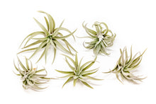 Load image into Gallery viewer, Air Plants
