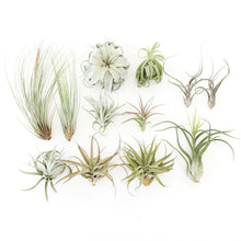 Load image into Gallery viewer, Air Plant Shop - Jumbo Tillandsia Air Plant Assortment