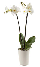 Load image into Gallery viewer, Orchid Plant
