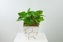 Load image into Gallery viewer, 6'' Trailing Plant in Decorative Planter