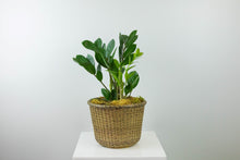 Load image into Gallery viewer, 6'' ZZ Plant in Decorative Planter