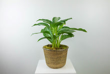 Load image into Gallery viewer, 6'' Lush Tropical Plant in Decorative Planter