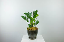 Load image into Gallery viewer, 6'' ZZ Plant in Decorative Planter