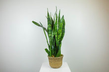 Load image into Gallery viewer, glass ball terrarium