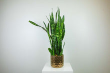 Load image into Gallery viewer, glass ball terrarium