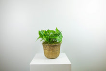 Load image into Gallery viewer, 6'' Trailing Plant in Decorative Planter