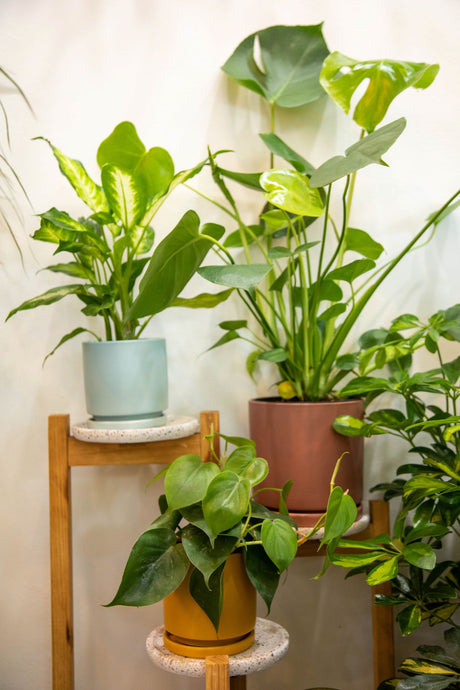 Indoor Plants, Meet the Outdoors