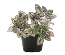 Load image into Gallery viewer, Thorsen&#39;s Greenhouse - Pink Splash Plant - Live Plant: 3&quot; Pot
