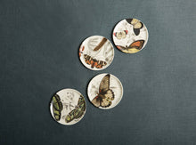 Load image into Gallery viewer, Siren Song - Specimen Coasters Set of Four
