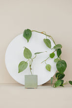 Load image into Gallery viewer, The Plant Supply - Propagation Vase: Raw Concrete
