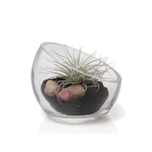 Load image into Gallery viewer, Chive - Glass Terrarium Bowl
