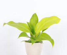 Load image into Gallery viewer, Thorsen&#39;s Greenhouse - Moonlight Philodendron - 4&quot; Live Plant

