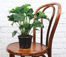 Load image into Gallery viewer, Thorsen&#39;s Greenhouse - Philodendron Hope - 6&quot; Live Plant
