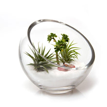 Load image into Gallery viewer, Chive - Glass Terrarium Bowl
