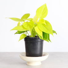 Load image into Gallery viewer, Thorsen&#39;s Greenhouse - Lemon Lime Philodendron - 4&quot; Live Plant
