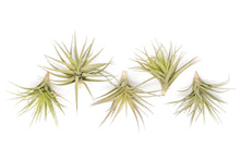 Load image into Gallery viewer, Air Plant Shop - Extended Best Seller of 200+ Tillandsia Air Plant Bundle
