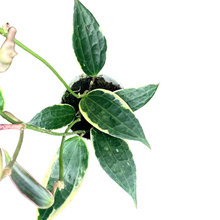 Load image into Gallery viewer, Flow State - Hoya Macrophylla Variegata -
