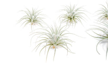 Load image into Gallery viewer, Air Plant Shop - Extended Best Seller of 200+ Tillandsia Air Plant Bundle
