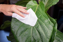 Load image into Gallery viewer, Southside Plants - Houseplant Cleaning Wipes

