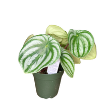 Load image into Gallery viewer, Flow State - Watermelon Peperomia - Peperomia Argyreia
