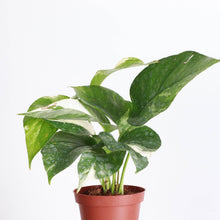 Load image into Gallery viewer, Thorsen&#39;s Greenhouse - Epipremnum Albo Variegated - 4&quot; Live Plant
