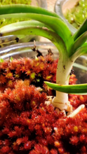 Load image into Gallery viewer, 3 Tiny moss terrarium with their orchids, home decorations - The Bryophyta Nursery -
