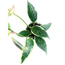 Load image into Gallery viewer, Flow State - Hoya Macrophylla Variegata -
