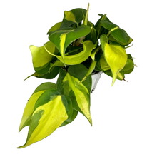 Load image into Gallery viewer, Flow State - 4&quot; Philodendron Brasil - Lush Trailing Plant
