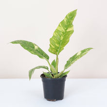 Load image into Gallery viewer, Thorsen&#39;s Greenhouse - Ring of Fire Philodendron - 4&quot; Live Plant
