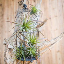 Load image into Gallery viewer, Rustic Reach - Artificial Tillandsia Capitata Air Plant Stem

