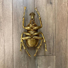 Load image into Gallery viewer, Modern World by Contrast Inc. - Gold Leafed Beetle Wall Decor
