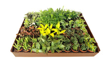 Load image into Gallery viewer, The Old Yew Plant Shop - 2&quot; Colorful Foliage Live Plant Mix
