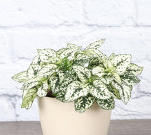 Load image into Gallery viewer, Thorsen&#39;s Greenhouse - White Splash Plant - 4&quot; Live Plant
