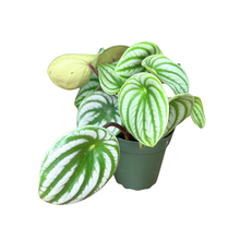 Load image into Gallery viewer, Flow State - Watermelon Peperomia - Peperomia Argyreia
