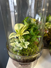 Load image into Gallery viewer, Designed Terrariums/ Planters
