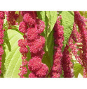Amaranthus Caudatus Red Tails