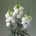Snapdragon Legend double