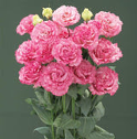 Lisianthus - Corelli Sugoi
