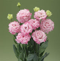 Lisianthus - Corelli Sugoi