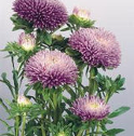 Asters ‘Gala Lavender’