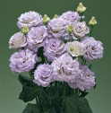Lisianthus - Corelli Sugoi Lavender Ice