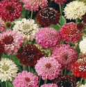 Scabiosa QIS Mix