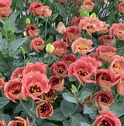 Lisianthus - Pucchino